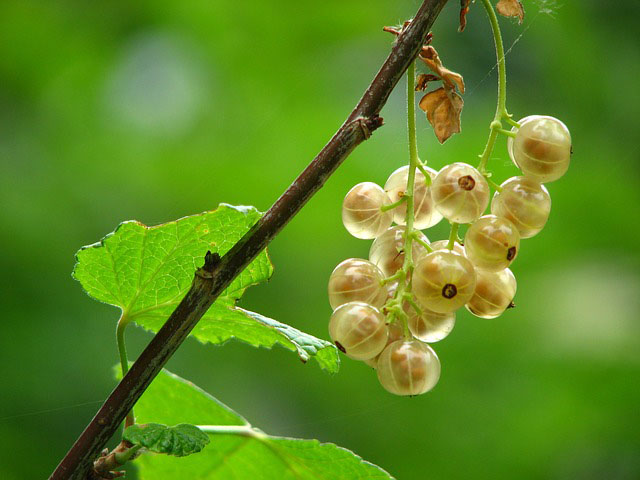 amla