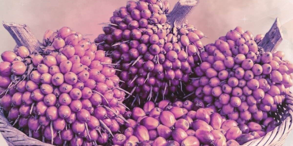 Batana-Öl für Haarwachstum: Top 10 Tipps