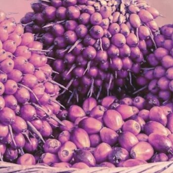 Batana-Öl für Haarwachstum: Top 10 Tipps